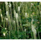 Black cohosh P.E