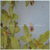 Ecological Agriculture Eco-friendly Use Breathable Healthy Seeding Planting Foam