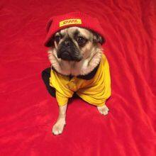 AustriaUPSExpress AustriaDDP Austria thumbnail-5