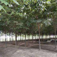 Prices of Beech Trees in Qingdao, Shandong. Base Quotation List. Low Selling Prices and High Survival Rates. thumbnail-1