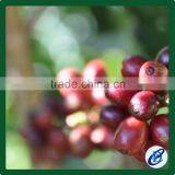 Bulk Raw Coffee Beans, 100% Arabica Coffee Beans thumbnail-1