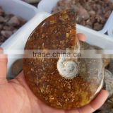 Natural conch ammonite fossil for sale natural stone decoration