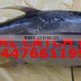 Coastal Catch Exim company overview - view 2 thumbnail