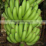 Fresh Cavendish Banana From Tamilnadu thumbnail-6