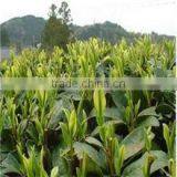 BEST SELLING OF CHINESE SLIMMING TEA GREEN TEA thumbnail-4