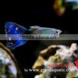 Guppy Fish XXL Size for Aquarium Fish Export thumbnail-5
