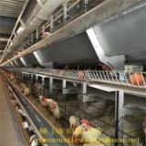 types of poultry houses_shandong tobetter style complete