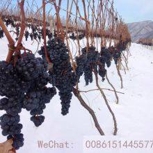 Premium Spirits Cognacs Whisky Baileys Whisky thumbnail-2