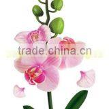 3D Vinyl Wall Stickers