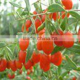 Chinese Dried Wolfberry ,2015 Ningxia thumbnail-1