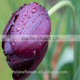 Top Quality Fresh Cut Pueple Tulip Flower for Wholesale thumbnail-5