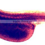 Embryo of Chicken Prepared Slides,embryo Slides thumbnail-5