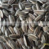 Chinese Black Sunflower Seed thumbnail-4