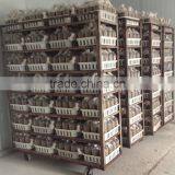 2016 Direct Factory Supply Mushroom Plastic Carry Basket thumbnail-5