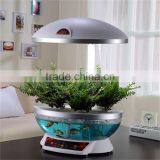 Garra Rufa Fish Aquarium thumbnail-6