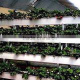 PVC Strawberry Gutter