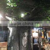 Derorative Ficus Tree thumbnail-2