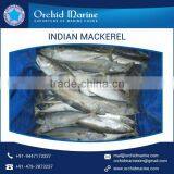 Effective and Hygienic Indian Mackerel Frozen Fish at Low Market Price thumbnail-6