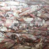 Frozen Loligo Chinensis/Frozen Squid thumbnail-1