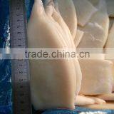 Frozen Fresh New Produced U5 Squid Tube thumbnail-2