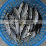 Frozen Horse Mackerel Trachurus Trachurus 20cm+ thumbnail-4