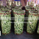 Lucky Bamboo ( Dracaena Sanderiana) Cage Shape thumbnail-2