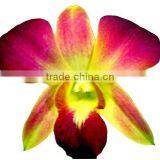 D-010 : DENDROBIUM DYED COLOR ORANGE ORCHID thumbnail-1