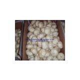 Chinese White Garlic thumbnail-2