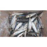 Frozen Horse Mackerel Whole Round thumbnail-3