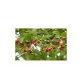 Schisandra Extract/Schisandra Chinensis/Schisandrins/lignan thumbnail-1