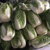 Chinese Cabbage thumbnail-5
