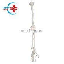 HC-S232 Human Anatomical Upper Limb Skeleton Model Anatomy Orthopedics Skeleton Training Teaching Model thumbnail-1
