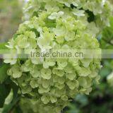 Fashionable Promotional Pretty Hydrangea Flowers thumbnail-1