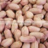 Peanut Kernels in Long Shape for Sale