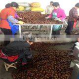 Frozen Chestnut From the Factory thumbnail-2