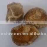 Best-selling Tea Flower Mushroom thumbnail-1