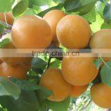 Apricot Multiple Layer Continuous Type Mesh Belt Dryer thumbnail-6