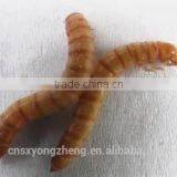FDA Certification Passed 28mm Yellow Mealworms;Mealworms for Fishes thumbnail-1