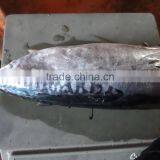 Frozen Bonito HGT thumbnail-6