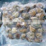 High Qualiy Frozen Whole Clam Without Sand thumbnail-1