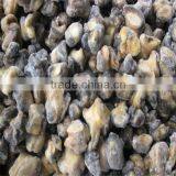 Sea Food and Frozen Cleaning Conch Meat thumbnail-1