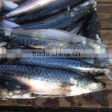 Seafrozen Pacific Mackerel thumbnail-6