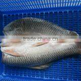 ROHU LABEO ROHITA thumbnail-3