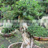 Ulmus Pumila Old Stump Shape thumbnail-1