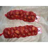 Chinese Chestnut thumbnail-2