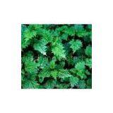 Nettle Extract(rossonl@huacheng-biotech.com)