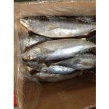 Supply Belted Bonito thumbnail-2