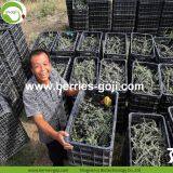 Factory Hot Sale Dried Black Wolfberry thumbnail-4