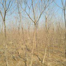 6 - Centimeter Chinese Tallow Trees, Cheap Price, Guaranteed Survival Rate thumbnail-1