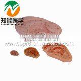 BIX-Y1015 Life-size Ear Acupuncture Model(chinese and English) Quality Choice thumbnail-1